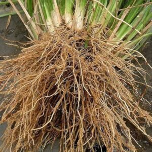 Natural Dried Vetiver Roots/Khus ki Jad/Organic Lavancha Roots - Image 3