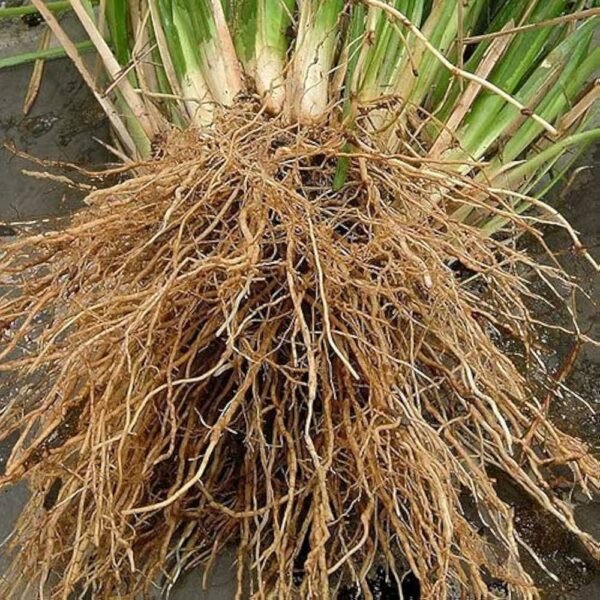 Natural Dried Vetiver Roots/Khus ki Jad/Organic Lavancha Roots