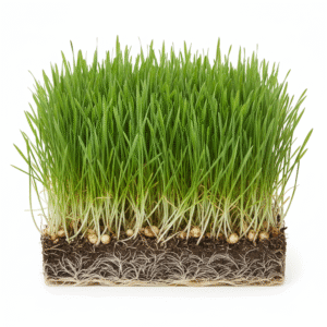 Fresh Green Wheatgrass – live herbal plant for juice and wellness India