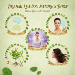 Fresh Green Brahmi Leaves/Bacopa monnieri - Image 3