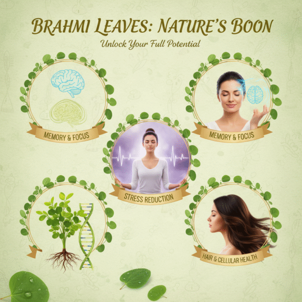 Fresh Green Brahmi Leaves/Bacopa monnieri