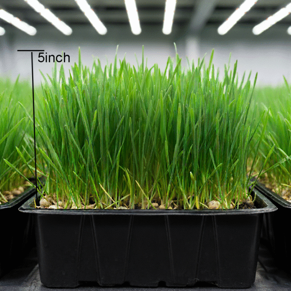 Fresh Green Wheatgrass With Roots