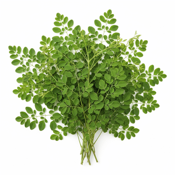 Fresh Moringa (Drumstick) leaves – organic herbal plant India