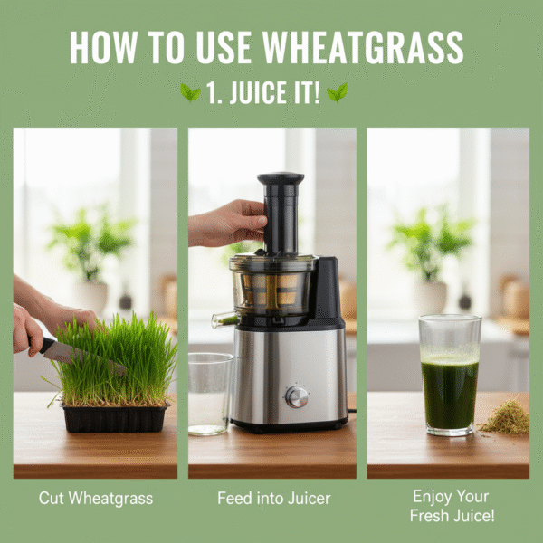 Fresh Green Wheatgrass With Roots