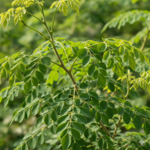 Fresh Green Moringa/sojne leaves with branches - Image 2