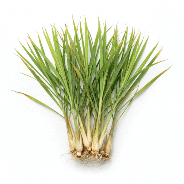 Fresh Lemongrass live herbal plant – organic herbal plant India