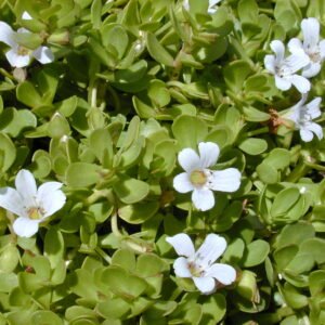Fresh Green Brahmi Leaves/Bacopa monnieri - Image 2