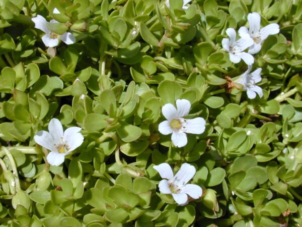 Fresh Green Brahmi Leaves/Bacopa monnieri