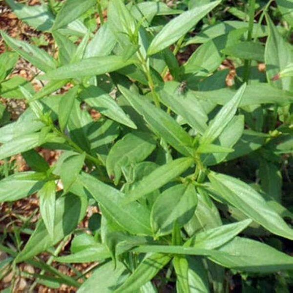 Whole Green Kalmegh Leaves Nilavembu/Nelavemu/Chirata/Kirayata/Neelavembu