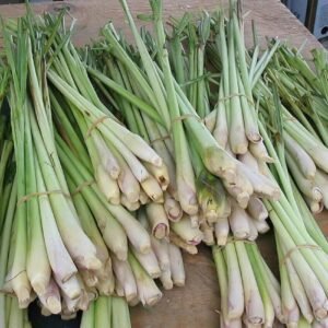 Fresh Green Lemongrass with roots - Image 2