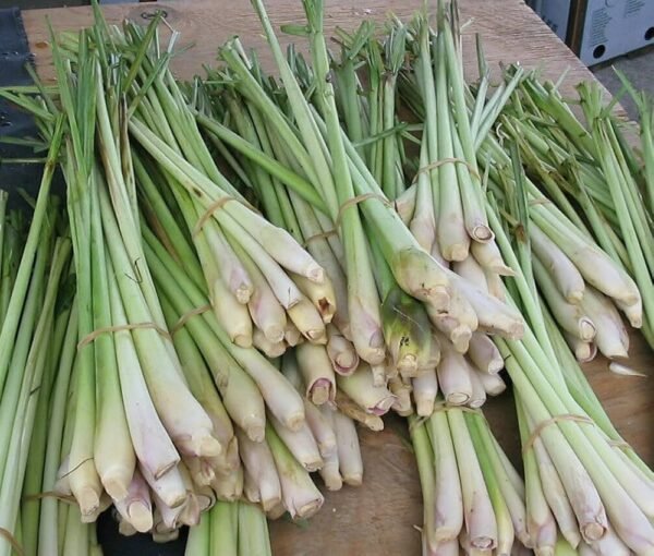 Fresh Green Lemongrass with roots