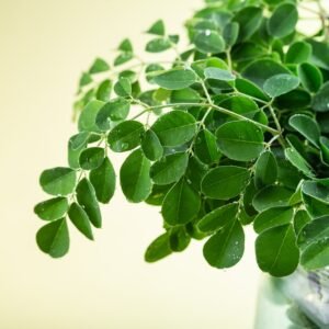 Fresh Green Moringa/sojne leaves with branches - Image 3