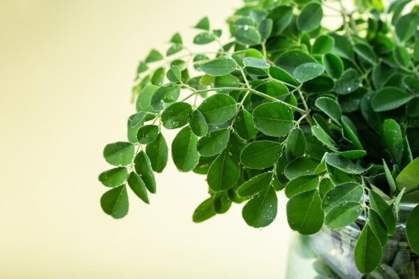 Fresh Green Moringa/sojne leaves with branches
