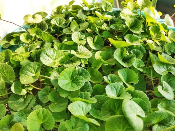 Fresh Green Leaves Thaanakuni pata/thankuni/Thalkudi/Gotu Kola