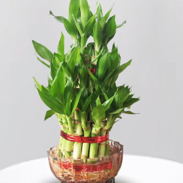 Two Layer Lucky Bamboo Live Plant For Indoor