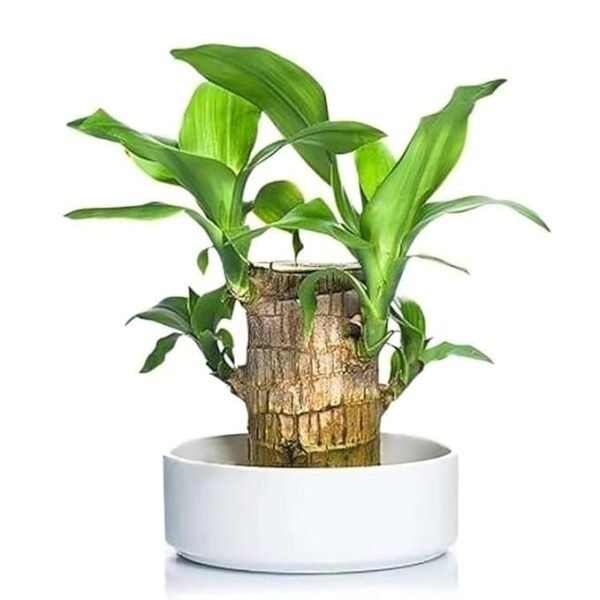 Lucky Brazilian Bamboo Indoor Live Plant with Wooden Base