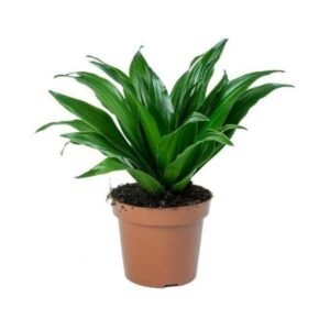 Live Nursery Dracaena Compacta Live Indoor Plant With Pot