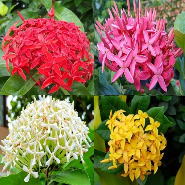 Rugmini/Thechi/Vedchi/Bakali/Puttapala chettu/Kepula/Ixora Dwarf Healthy Live Plant