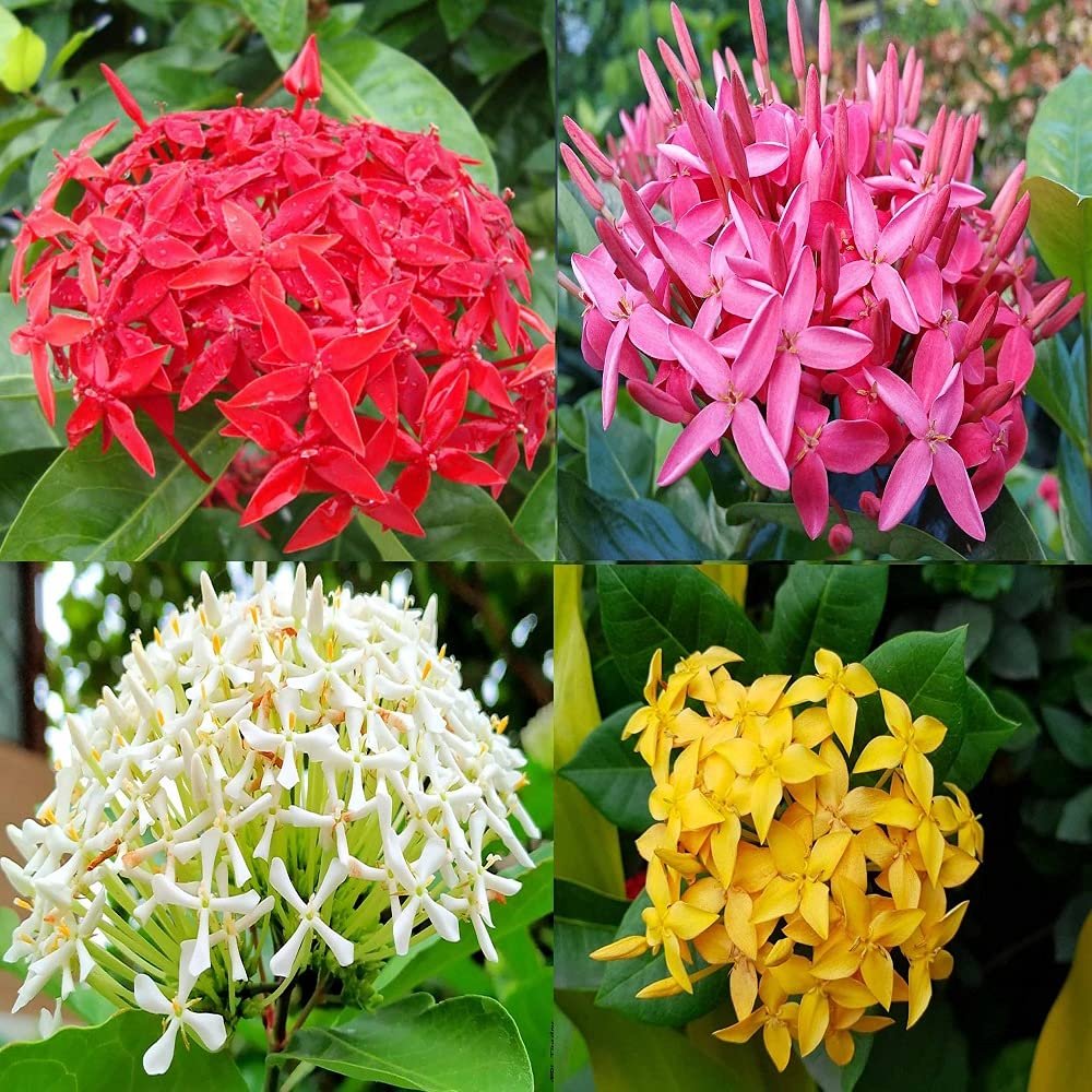 Rugmini/Thechi/Vedchi/Bakali/Puttapala chettu/Kepula/Ixora Dwarf Healthy Live Plant - Image 1