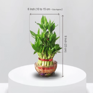 Two Layer Lucky Bamboo Live Plant For Indoor - Image 2