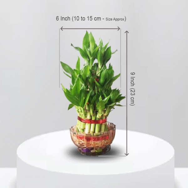 Two Layer Lucky Bamboo Live Plant For Indoor