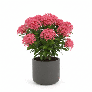 Ixora Dwarf Healthy Live Plant