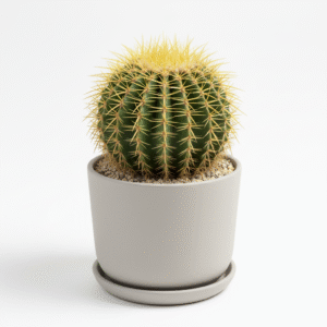 Garden Cactus Round Shape Nursery live Indoor Plant With Pot