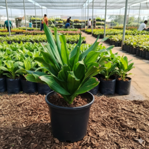 Dracaena Compacta Live Indoor Plant With Pot - Image 2