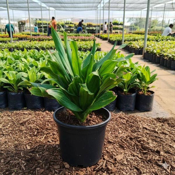 Dracaena Compacta Live Indoor Plant With Pot
