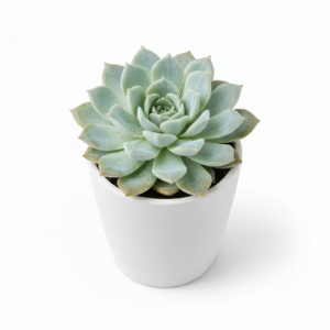 Live Echeveria/Lakshmi Kamal Nursery Indoor Plant