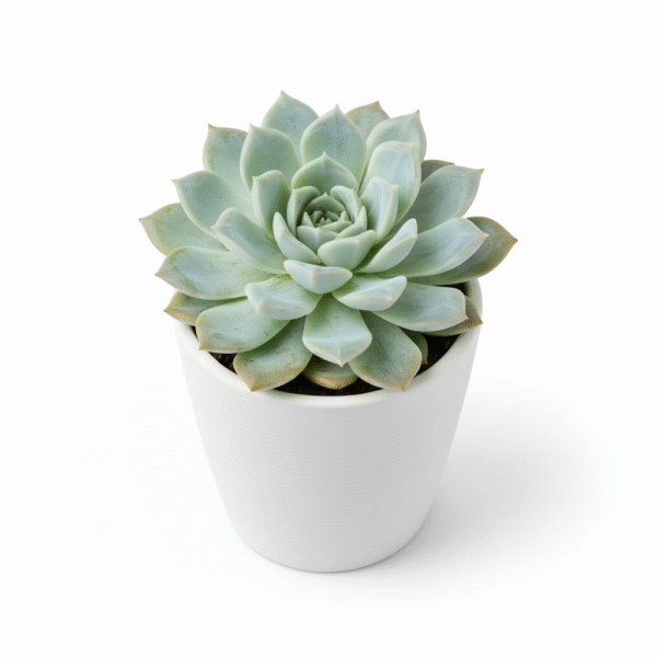 Live Echeveria/Lakshmi Kamal Nursery Indoor Plant