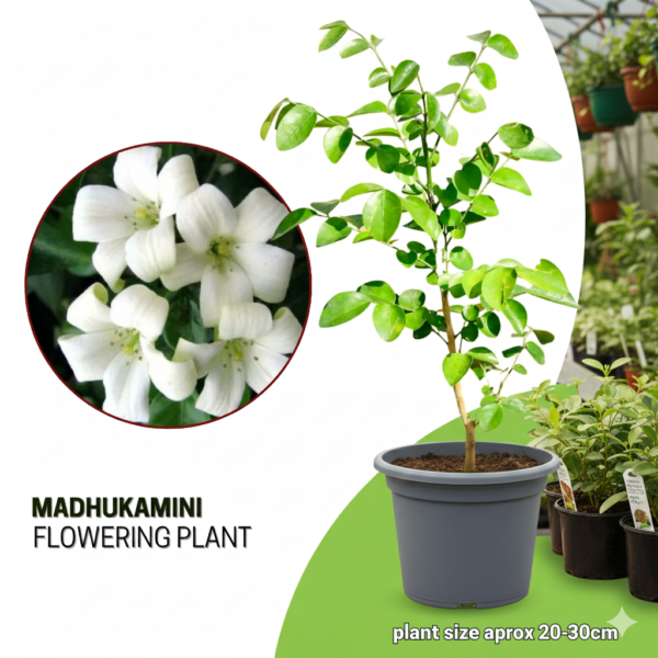Kamini/Orange Jasmine Fragnant Flower Live Indoor Nursery Plant