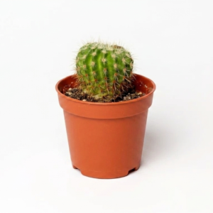 Garden Cactus Round Shape Nursery live Indoor Plant With Pot - Image 2