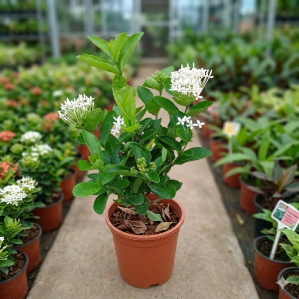 Rugmini/Thechi/Vedchi/Bakali/Puttapala chettu/Kepula/Ixora Dwarf Healthy Live Plant