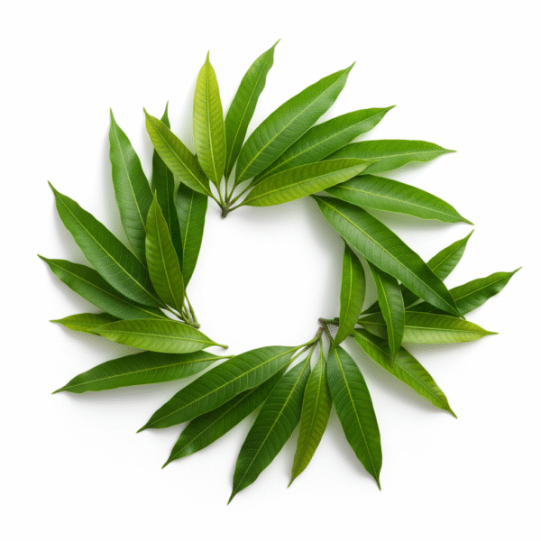 Whole Fresh Mango Leaf With Branches For Puja