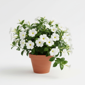 Mandevilla Flower Live Nursery Plant
