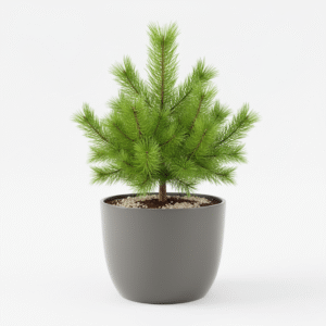 Pine Tree Himalayan Long Leaves live Air Purifier Indoor Plant