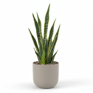 Snake live Plant for Indoor