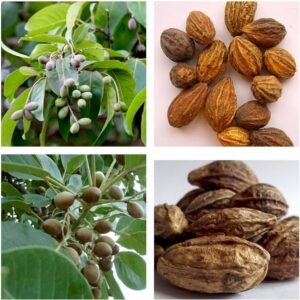 Whole Dried Harad/Haritaki/Terminalia Chebula/Kadukkai Podi/Karakkaya Pudiyamu - Image 2