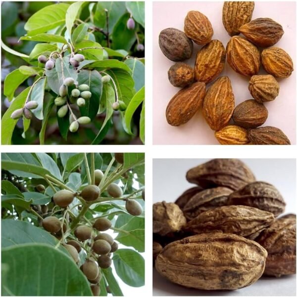 Whole Dried Harad/Haritaki/Terminalia Chebula/Kadukkai Podi/Karakkaya Pudiyamu