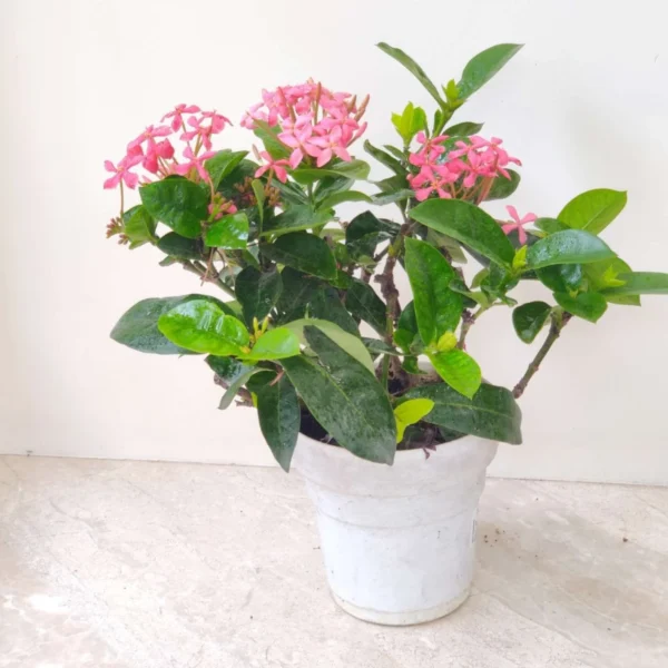 Rugmini/Thechi/Vedchi/Bakali/Puttapala chettu/Kepula/Ixora Dwarf Healthy Live Plant