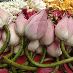 Fresh Lotus Flower For Puja - Image 4