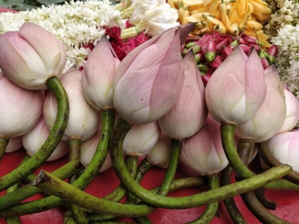 Fresh Lotus Flower For Puja