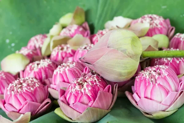 Fresh Lotus Flower For Puja
