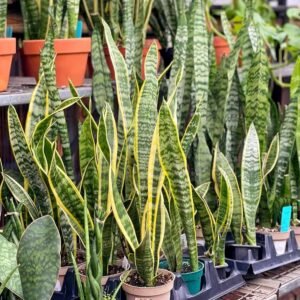 Snake live Plant for Indoor - Image 3