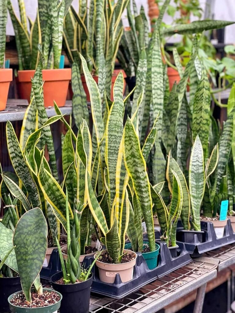 Snake live Plant for Indoor