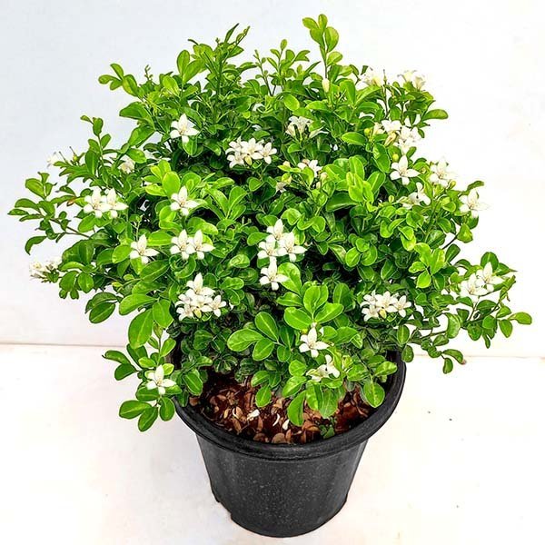 Dwarf Kamini/Orange Jasmine/Maramulla/Kunti/Vengarai Live Fresh Herbal Plant - Image 2