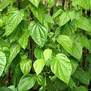 Whole Fresh Raw Cut Betel/Paan Leaf - Image 2
