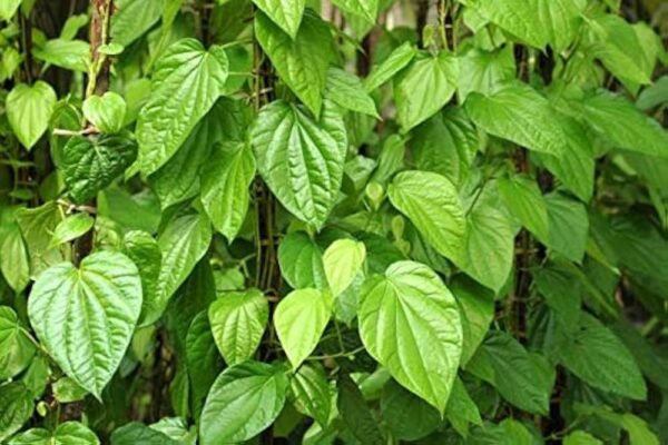 Whole Fresh Raw Cut Betel/Paan Leaf