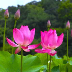 Fresh Lotus Flower For Puja - Image 3